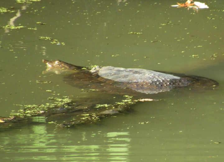 Spiny Softshell Turtle
